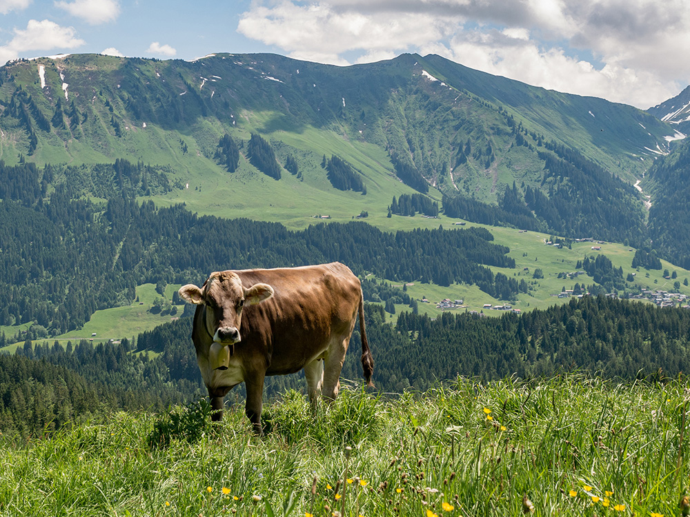 Frau Bergschön Oberallgäu Alpe Osterberg Wanderung Tipps Einkehren Essen